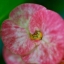 CANON COMPACT-MACRO LENS EF 50MM.F2.5
