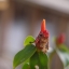 MINOLTA MD 50MM.F1.7