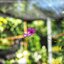 NIKON AF NIKKOR 50MM.F1.4D AIS MOUNT(NO.6)