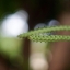 RE.AUTO-TOPCOR 58MM.F1.4 M42 MOUNT
