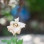 KONISHIROKU HEXANON 52MM. F1.8 MODIFLY M4/3