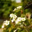 SUPER CARENAR 50MM.F1.8 M42 MOUNT