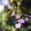 BELL &HOWELL 16MM. SUPER D PROVAL 2INCH F1.4 MODIFIED SONY E MOUNT