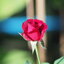 SMC PENTAX-M 200MM.F4 PK MOUNT