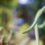 NIKKOR-S Auto 50MM. F1.4 Nikon non ai Mount