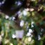 YASHICA COLOR YASHINON DX 35MM.F1.8(RF coupling) MODIFIED M39 MOUNT