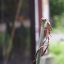 YASHICA AUTO YASHINON-DX 50MM.F1.4 M42 MOUNT