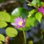 HELIOS-44M-4 58MM.F2 M42 MOUNT