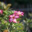 SMC PENTAX FA MACRO 100MM.F2.8 PK MOUNT