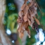 PENTACON PRAKTICA 50MM.F1.8 MC PB MOUNT