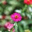 HELIOS-44M 58MM.F2 M42 MOUNT
