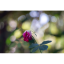 NIKON LENS SERIES E 100MM.F2.8 AIS MOUNT