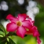 YASHICA ML 50MM.F1.9 C CY MOUNT