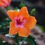 HI-TOPCOR 55MM.F1.8 +UV TOPCOR 100MM.F4+ ADAPTER TOPCOR-M39(SET)