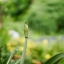 Olympus G.Zuiko Auto-S 40mm. F1.4 Pen F Mount