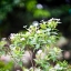 CANON LENS FD 50MM.F1.4 S.S.C. FD MOUNT