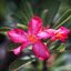 TAMRON SP 90MM.F2.5 NIKON AI MOUNT