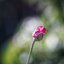 CARL ZEISS JENA DDR SONNAR 135MM.F3.5 M42 MOUNT