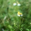 CANON LENS 40MM.F1.9 MODIFLY M39 MOUNT