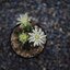 SANKYO CENI LENS 38MM.F1.4 MODIFIED M4/3 MOUNT