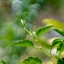 JUPITER-9 85MM.F2 M42 MOUNT