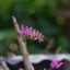 SMC PENTAX-A 50MM.F2 PK MOUNT