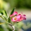 CANON LENS FL 50MM.F1.4 FL MOUNT