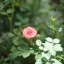 YASHINON-DX 32MM.F1.7 M4/3 MOUNT