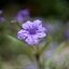 SUPER TAKUMAR 55MM.F1.8 M42 MOUNT