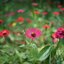 YASHICA COLOR-YASHINON DX 40MM.F1.7 MODIFILD LM MOUNT