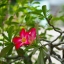 INDUSTAR-61 53MM.F2.8 LEICA M39 MOUNT