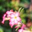 UV TOPCOR 53MM.F2 ADAPTER TOPCOR-M42