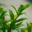 SIGMA ZOOM 100-300MM. F4.5-6.7DL SONY A MOUNT