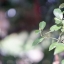 Canon Lens FL 50mm. F1.4 FL Mount