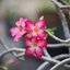 COSINA AUTO FOCUS ZOOM LENS 75-200MM.F4.5 MC MACRO/MARK II +TELE CONVERTER X1.5 +ADAPTER OM TO EOS