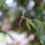 Olympus G.Zuiko Auto-S 40mm. F1.4 Pen F Mount