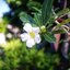 PENTAX-110 24MM.F2.8 MODIFIED M39 MOUNT