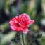 RMC TOKINA II 28-70MM. F3.5-4.5 MACRO NIKON AIS MOUNT