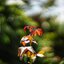 SIMPSON OPTICAL CHICAGO USA.16MM.2 (50MM.)INCH.MM.F1.6 MODIFLY SONY E MOUNT