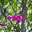 INDUSTAR-61 52MM.F2.8 LEICA M39 MOUNT