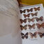 Butterflies of Thailand / Pisuth Ek-Amnuay