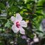 YASHICA COLOR-YASHINON DX 40MM.F1.7 M39 MOUNT
