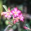 SCHNEIDER-KREUZNACH PROCLAR 85MM.F2.8 MODIFIED M39 MOUNT