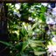 NIKON LENS SERIES E 35MM.F2.5 NIKON AIS MOUNT