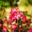 MAMIYA-SEKOR EF 50MM.F1.7 MODIFIED M42 MOUNT