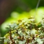 COSINA 100MM.F3.5 MC MACRO OM MOUNT