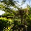 SIMPSON OPTICAL CHICAGO USA.16MM.2 (50MM.)INCH.MM.F1.6 MODIFLY SONY E MOUNT