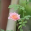 MINOLTA AF ZOOM 70-210MM.F4(22) MACRO SONY A MOUNT