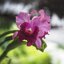 KINO-SANKYO 38MM.F1.4 MODIFIED M4/3 MOUNT