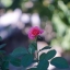 YASHICA COLOR-YASHINON DX 45MM. F1.7 MODIFLY E-(NEX)MOUNT